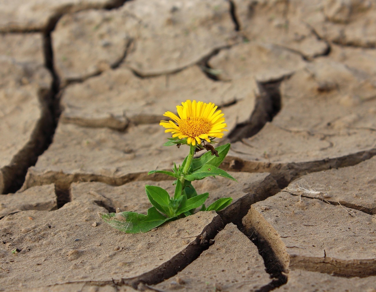 flower, life, yellow flower, crack, desert, drought, survival, flower wallpaper, loneliness, nature, flower background, dry, dirt, single flower, bloom, blossom, beautiful flowers, yellow petals