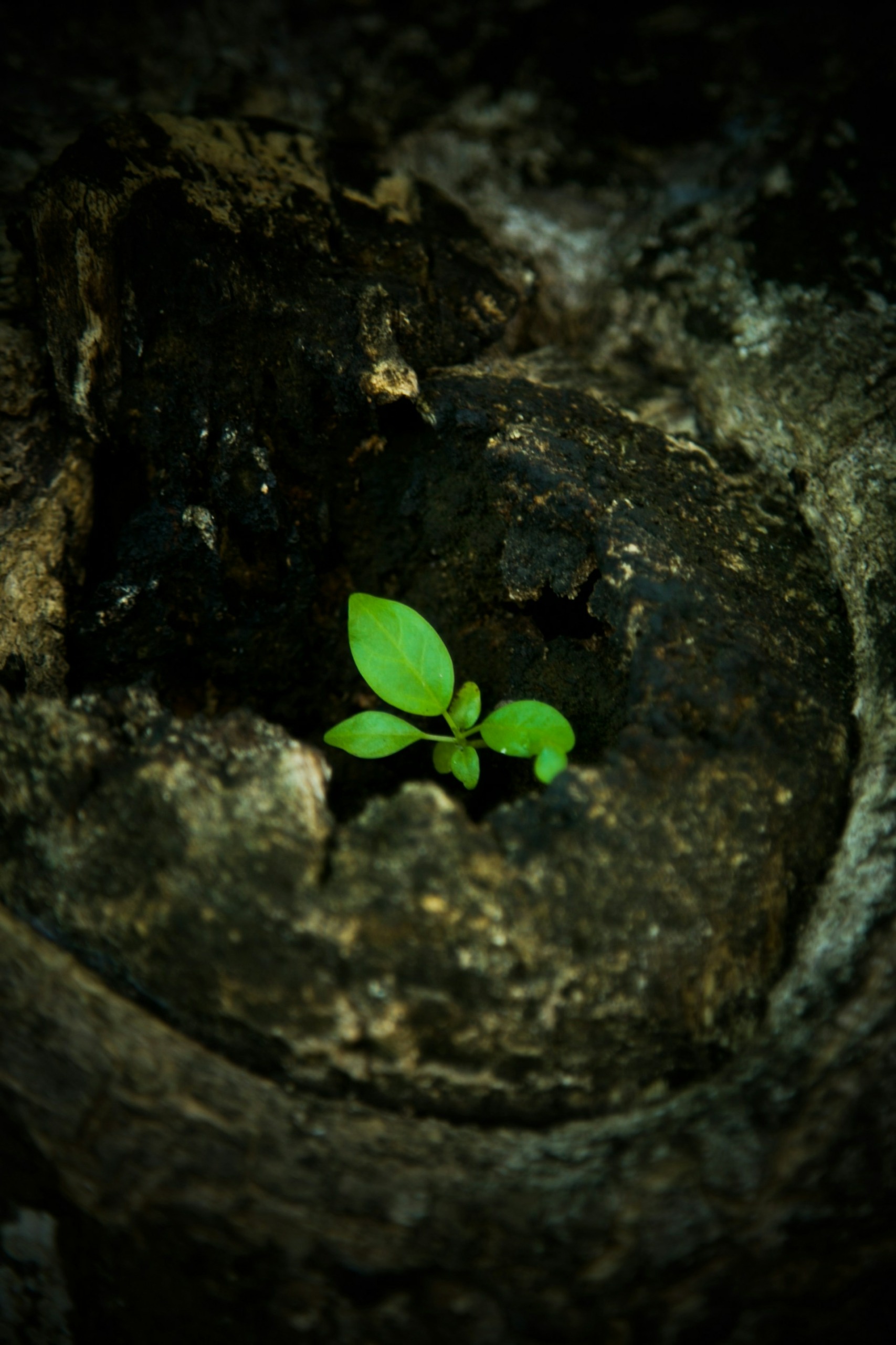 a small plant sprouts out of a crack in a rock